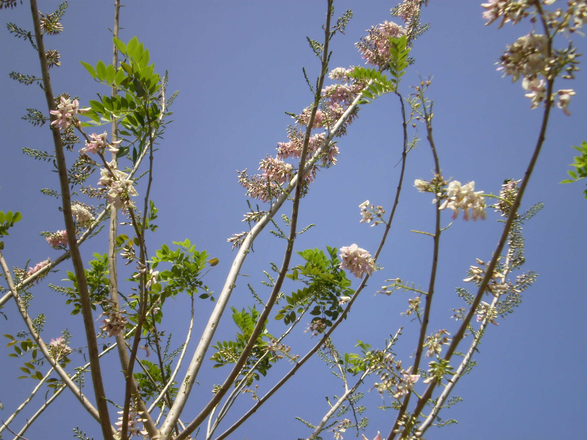 Plancia ëd Gliricidia maculata (Humb., Bonpl. & Kunth) Steud.