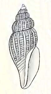 Image of Mangelia subaustralis