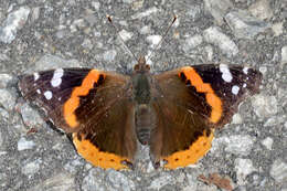 Image of Red Admiral