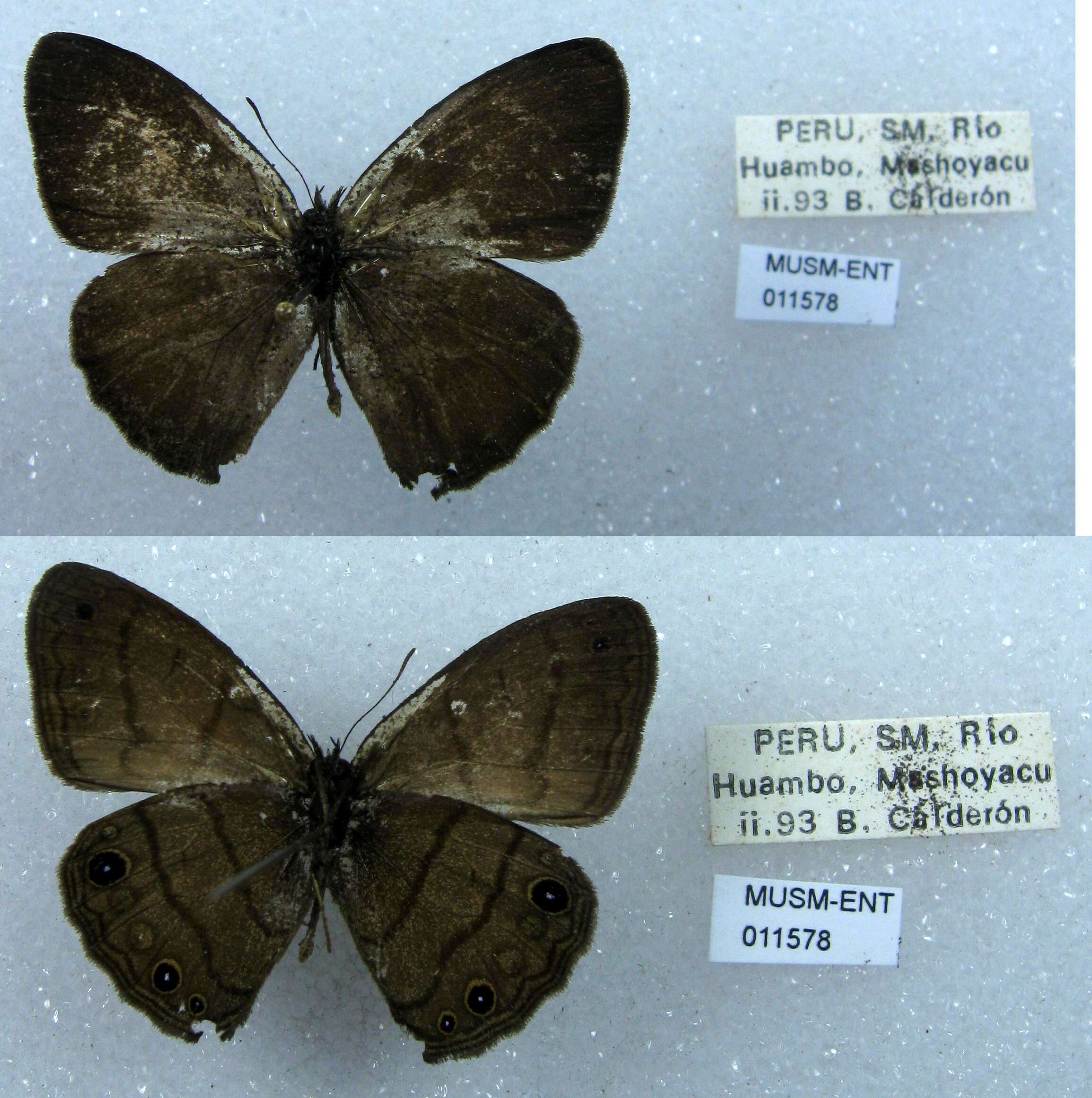 Imagem de Euptychia gisella Hayward 1957