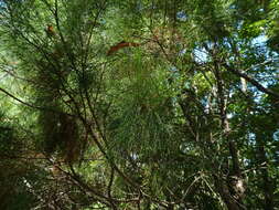 Image of Brush Cypress Pine