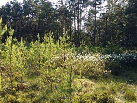 Imagem de Rhododendron tomentosum (Stokes) Harmaja