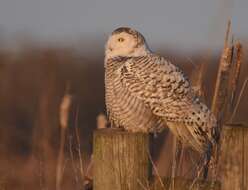 Image of Snowy Owl