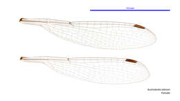 Plancia ëd Austrolestes aleison Watson & Moulds 1979