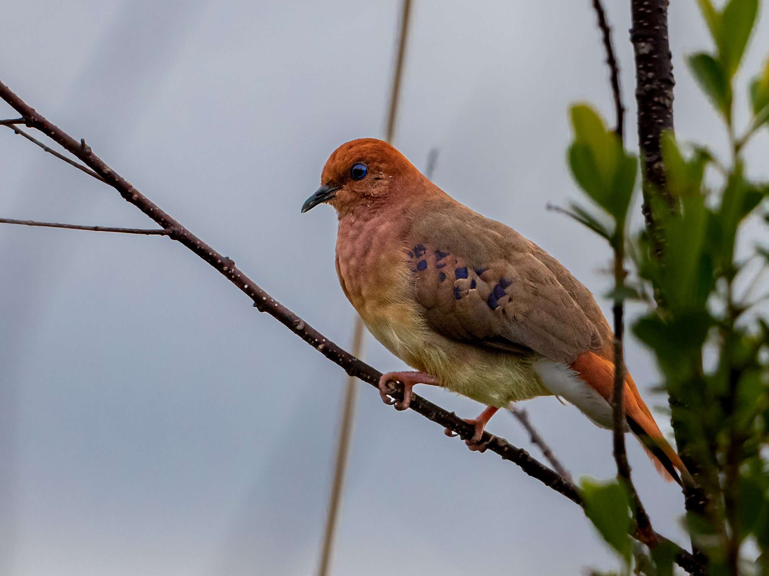 صورة Columbina cyanopis (Pelzeln 1870)