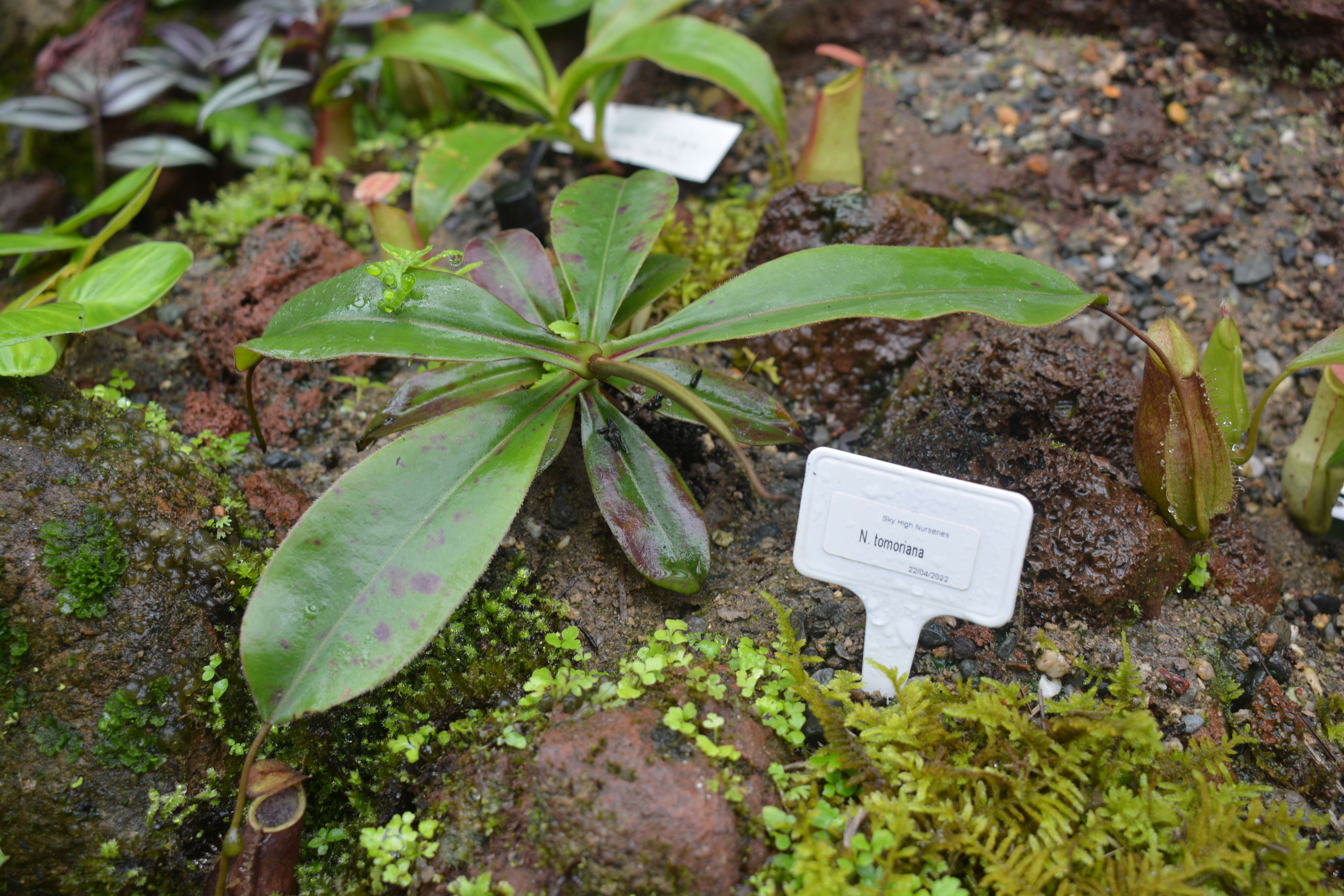 Image of Nepenthes tomoriana Danser