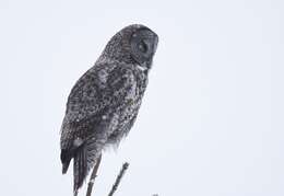 Image of Great Gray Owl