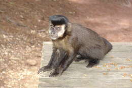 Image of Black Capuchin