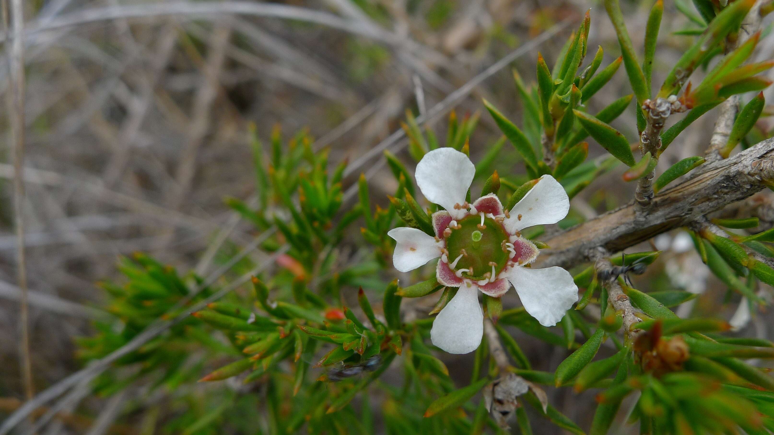 Image of Leptospermum arachnoides Gaertner