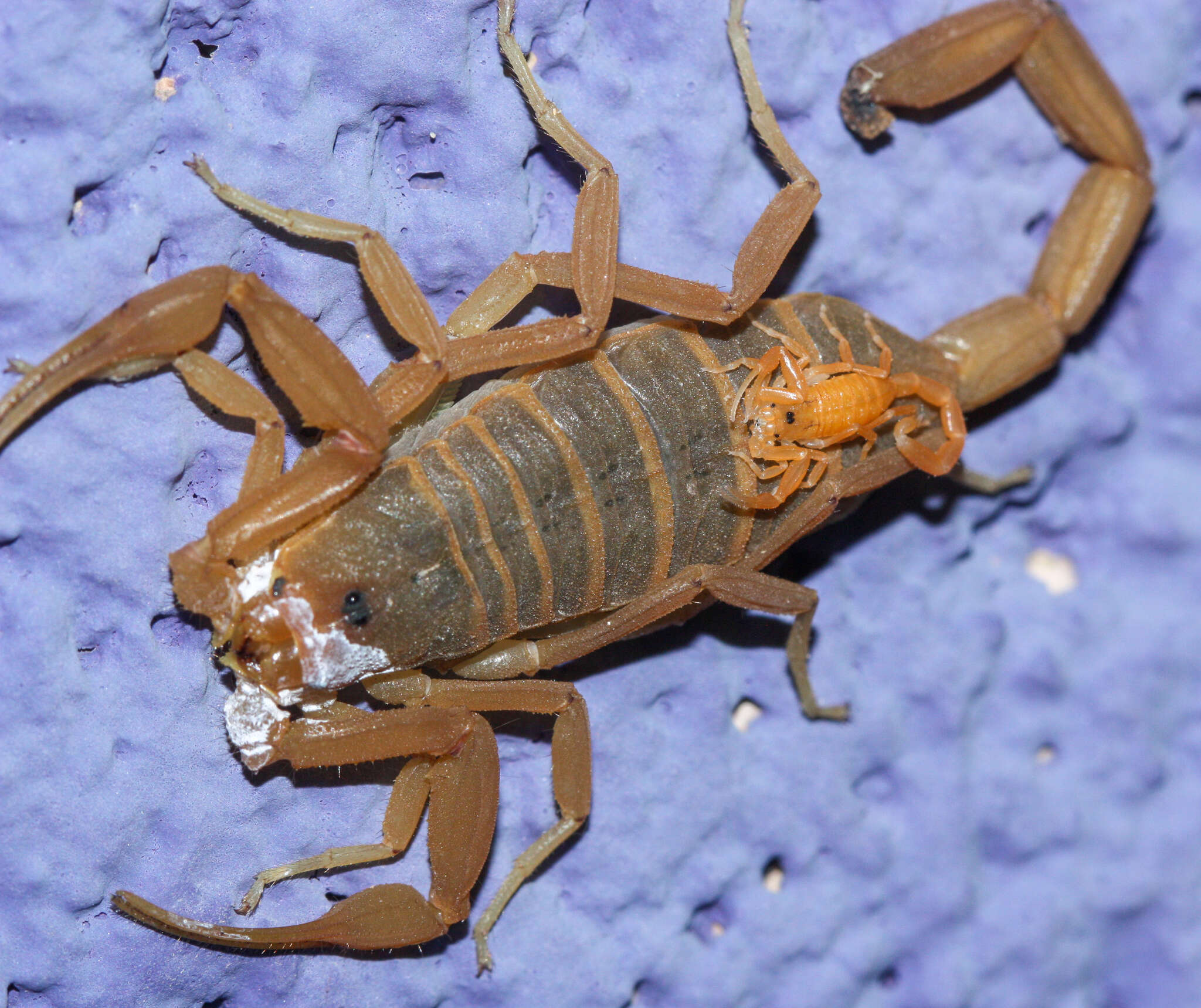 Image of Arizona Bark Scorpion