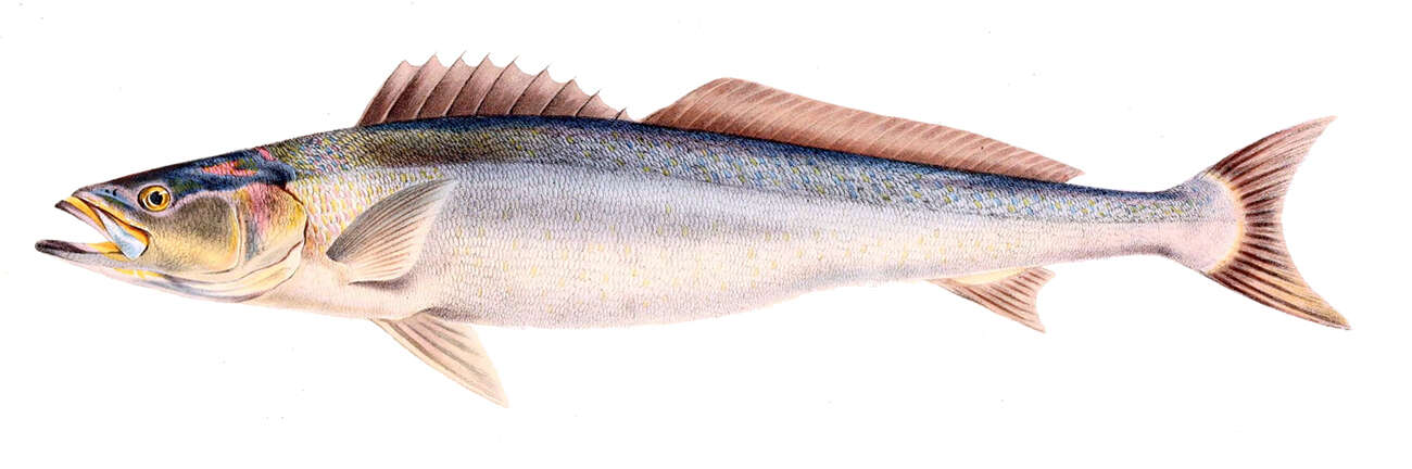 Image of African Weakfish