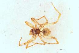 Image of Anoteropsis forsteri Vink 2002