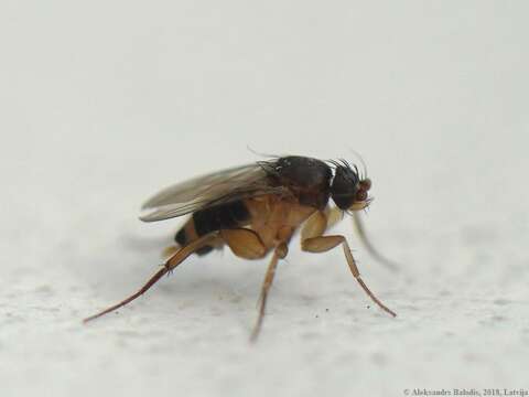 Image of Hump-backed fly