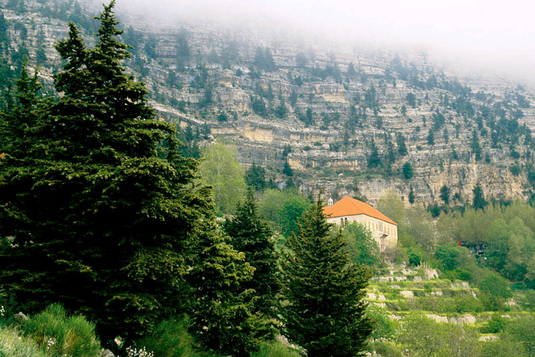 Imagem de Abies cilicica (Antoine & Kotschy) Carrière