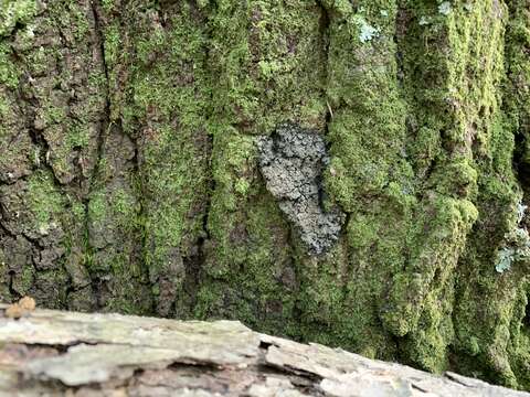 Image of Rimmed shingle lichen