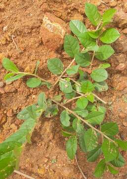 Imagem de Indigofera nummulariifolia (L.) Alston