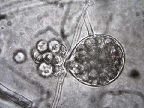 Image de Phytophthora nicotianae