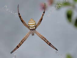 Image de Argiope magnifica L. Koch 1871