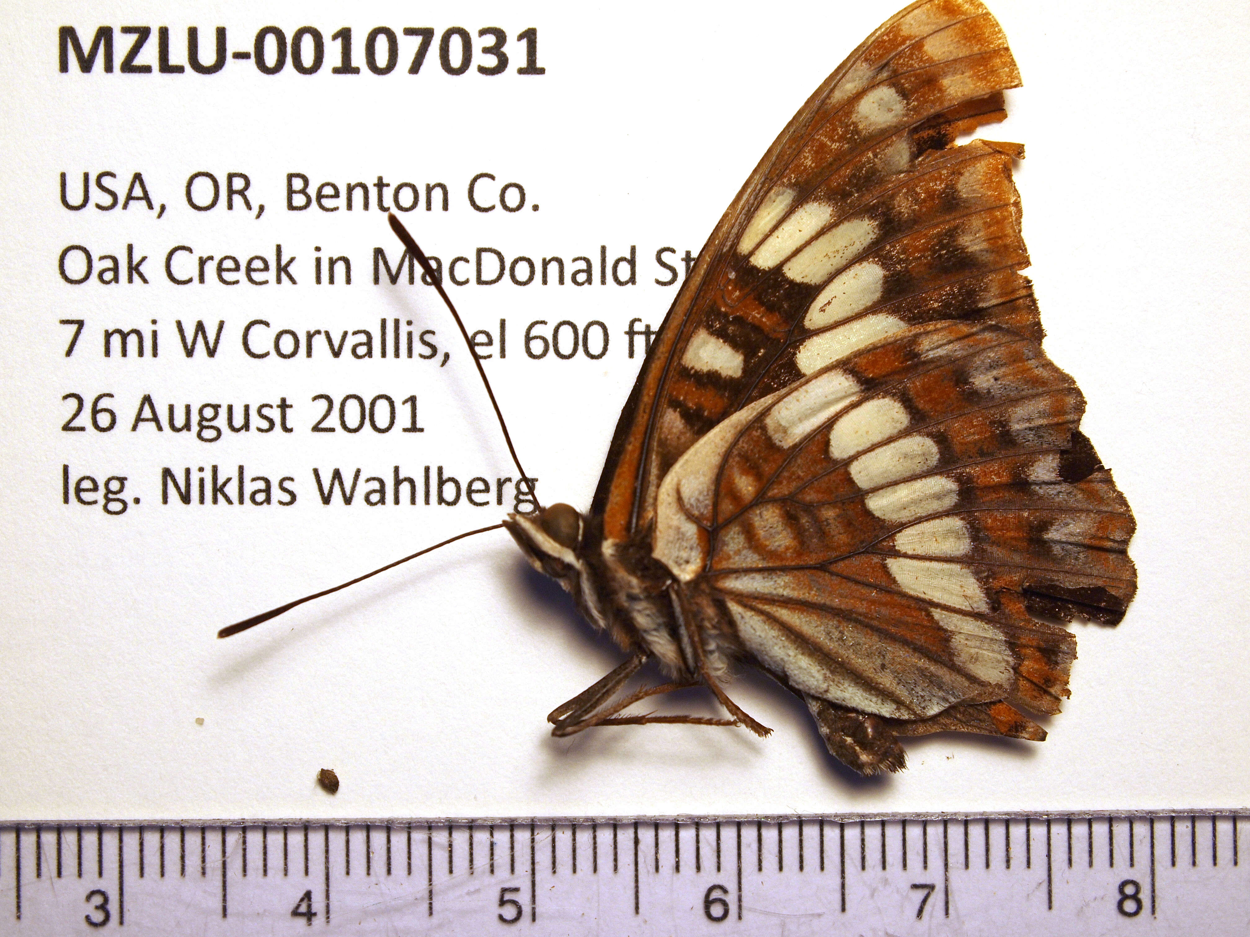 Image of Lorquin's Admiral