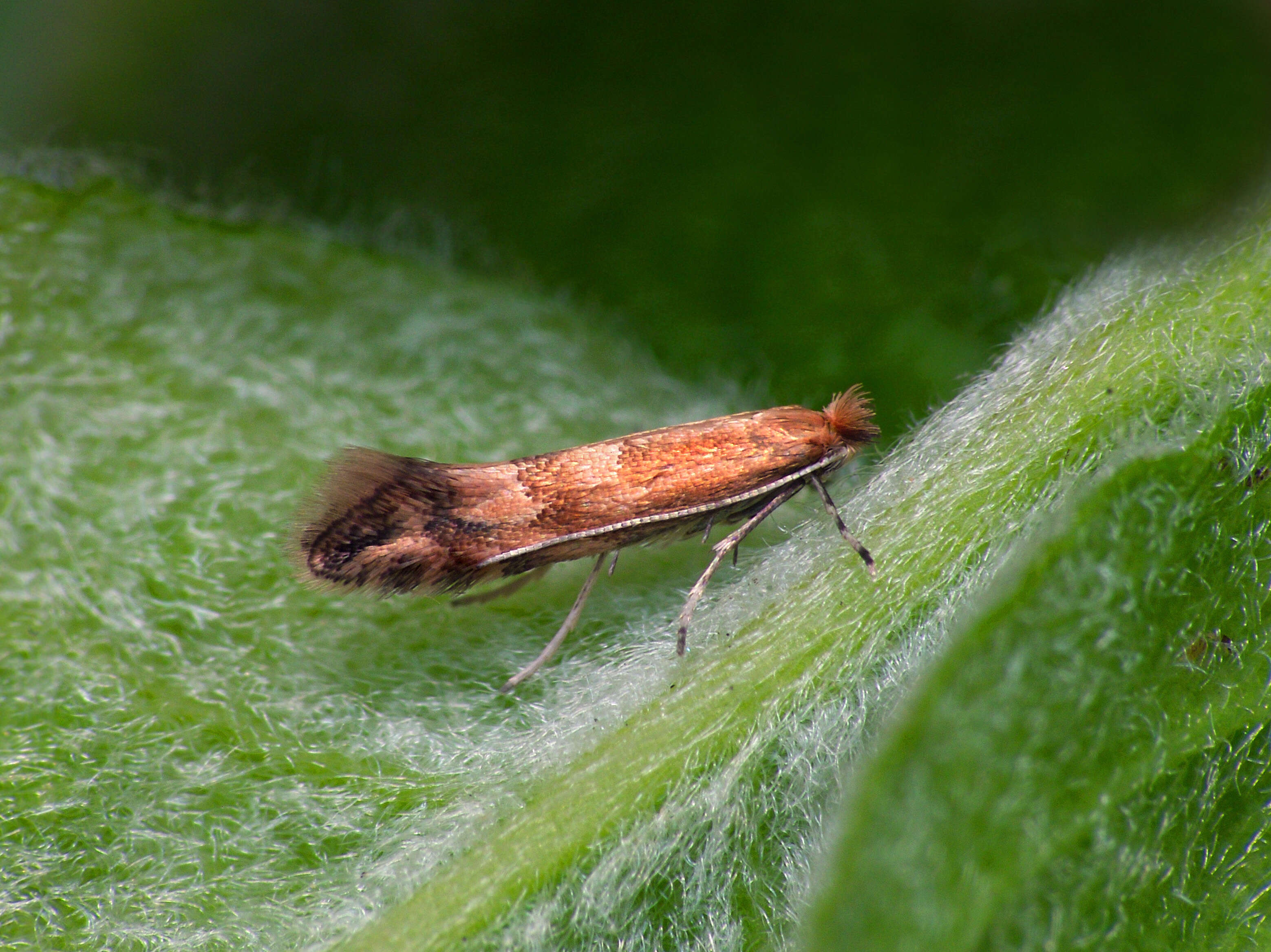 صورة Phyllonorycter salictella (Zeller 1846)