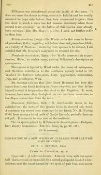 Plancia ëd Charaxes cedreatis Hewitson 1874