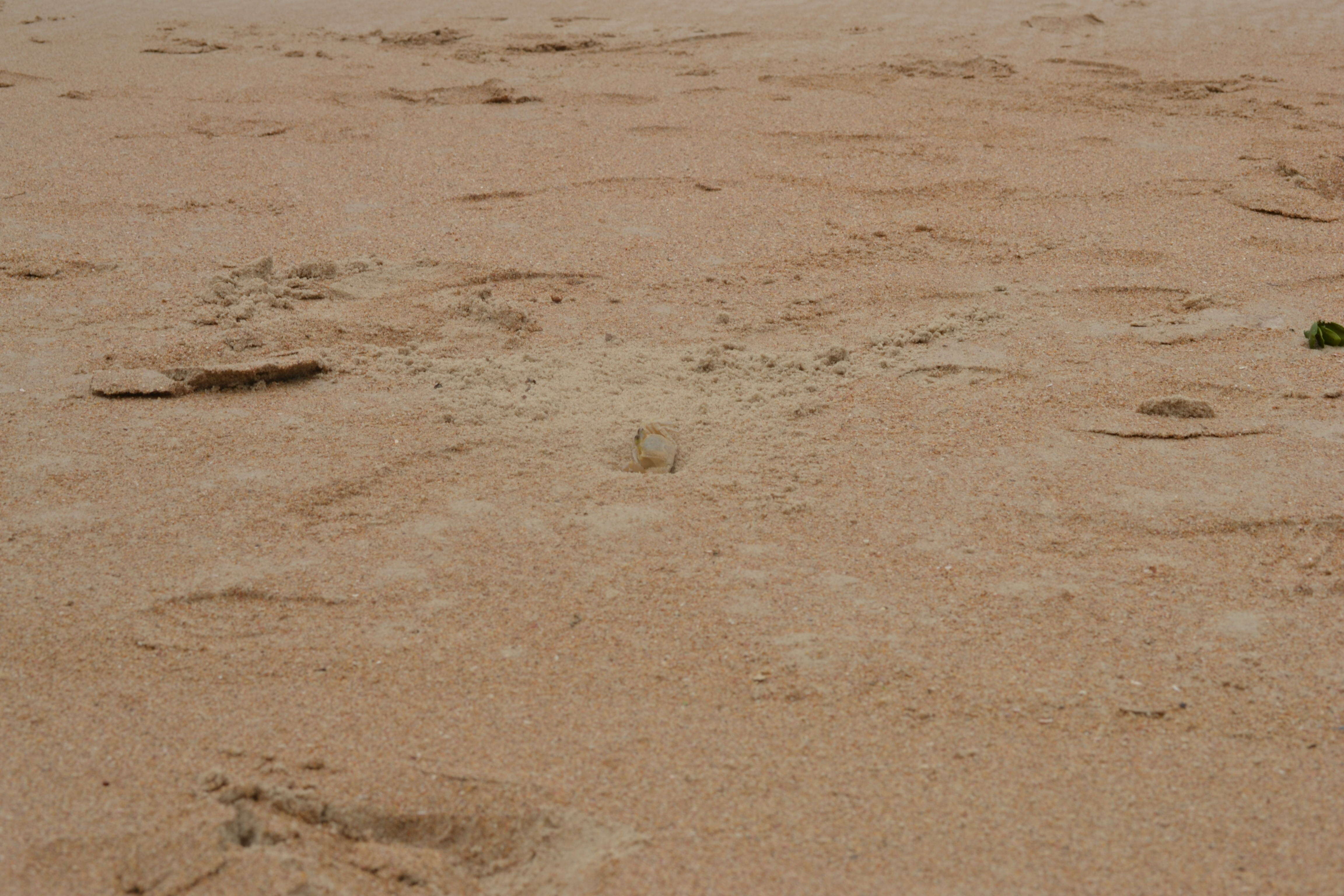 Image of Atlantic Ghost Crab