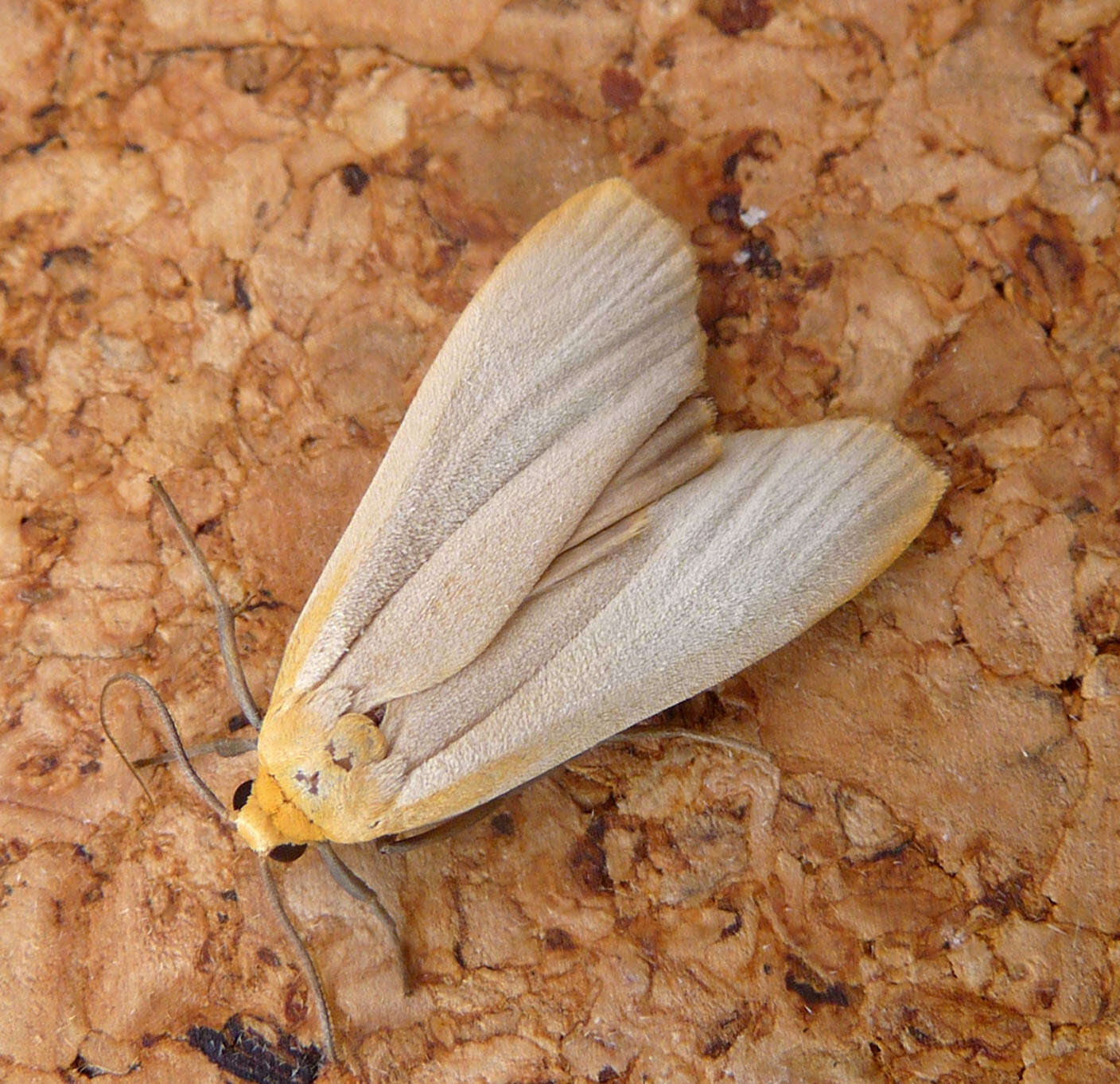 Image of buff footman