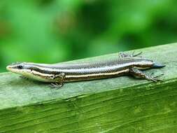 Image of Roatán Skink