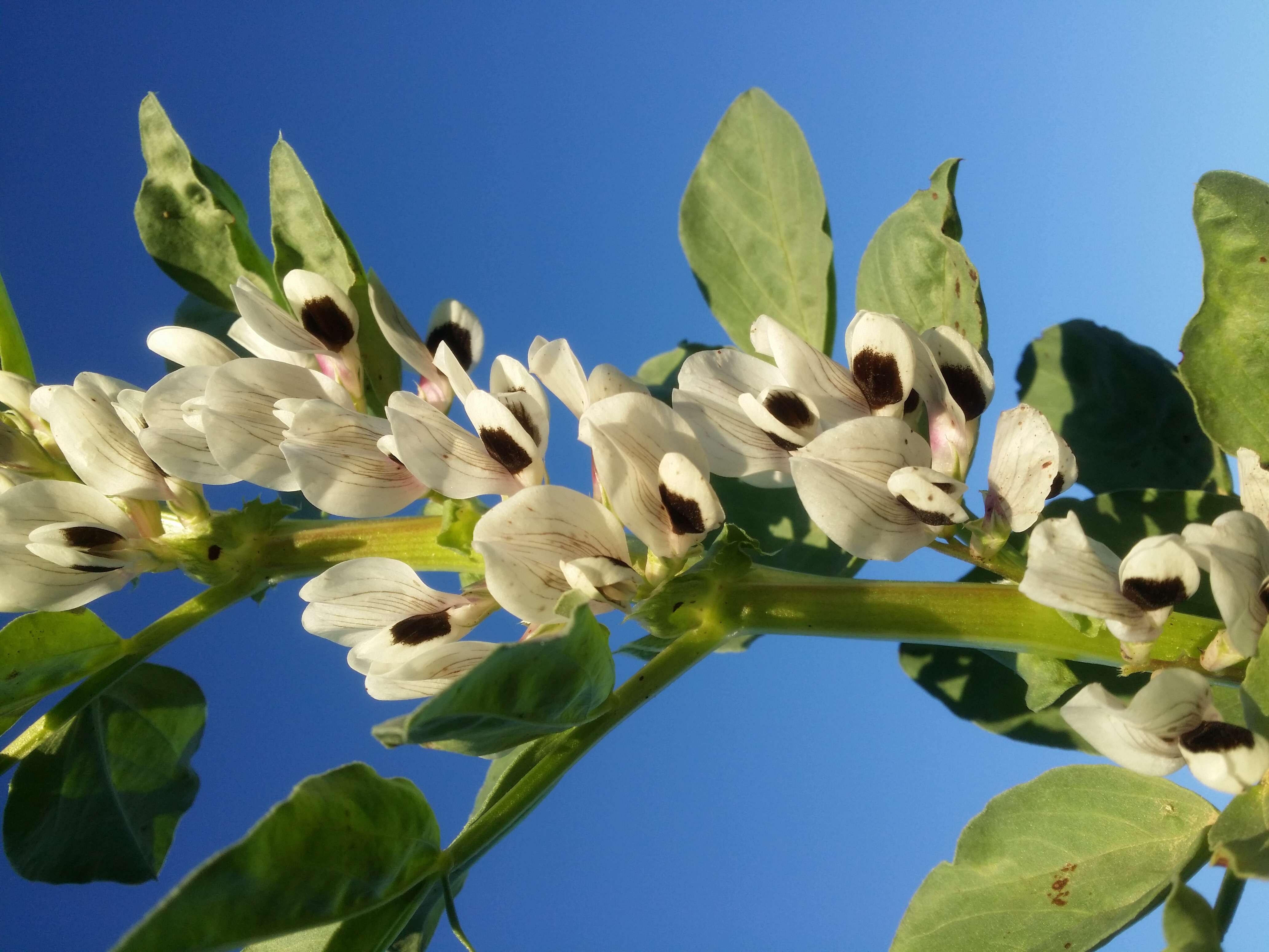 Image of Broad Bean