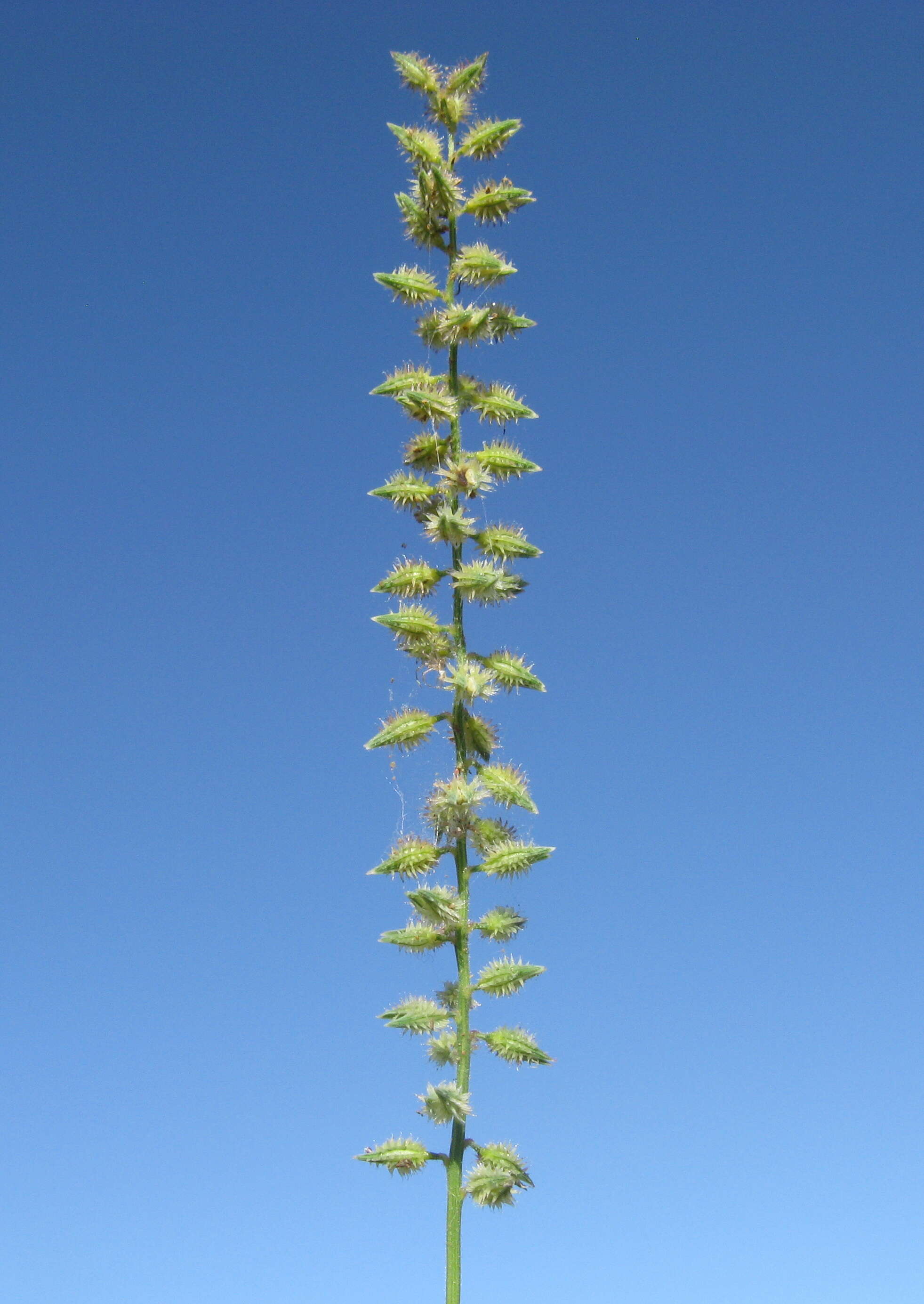 Image of Australian bur grass