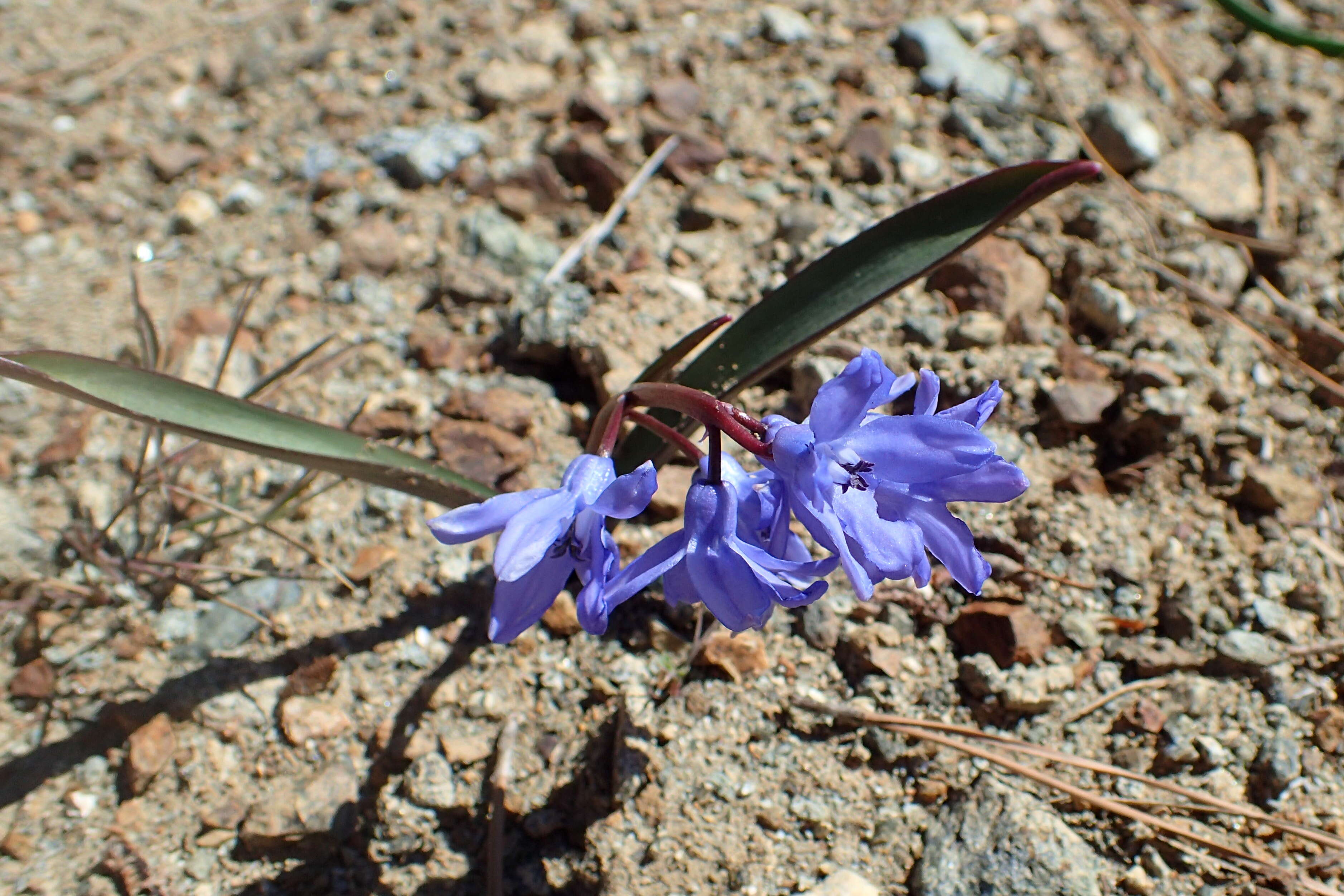 Слика од Scilla lochiae (Meikle) Speta