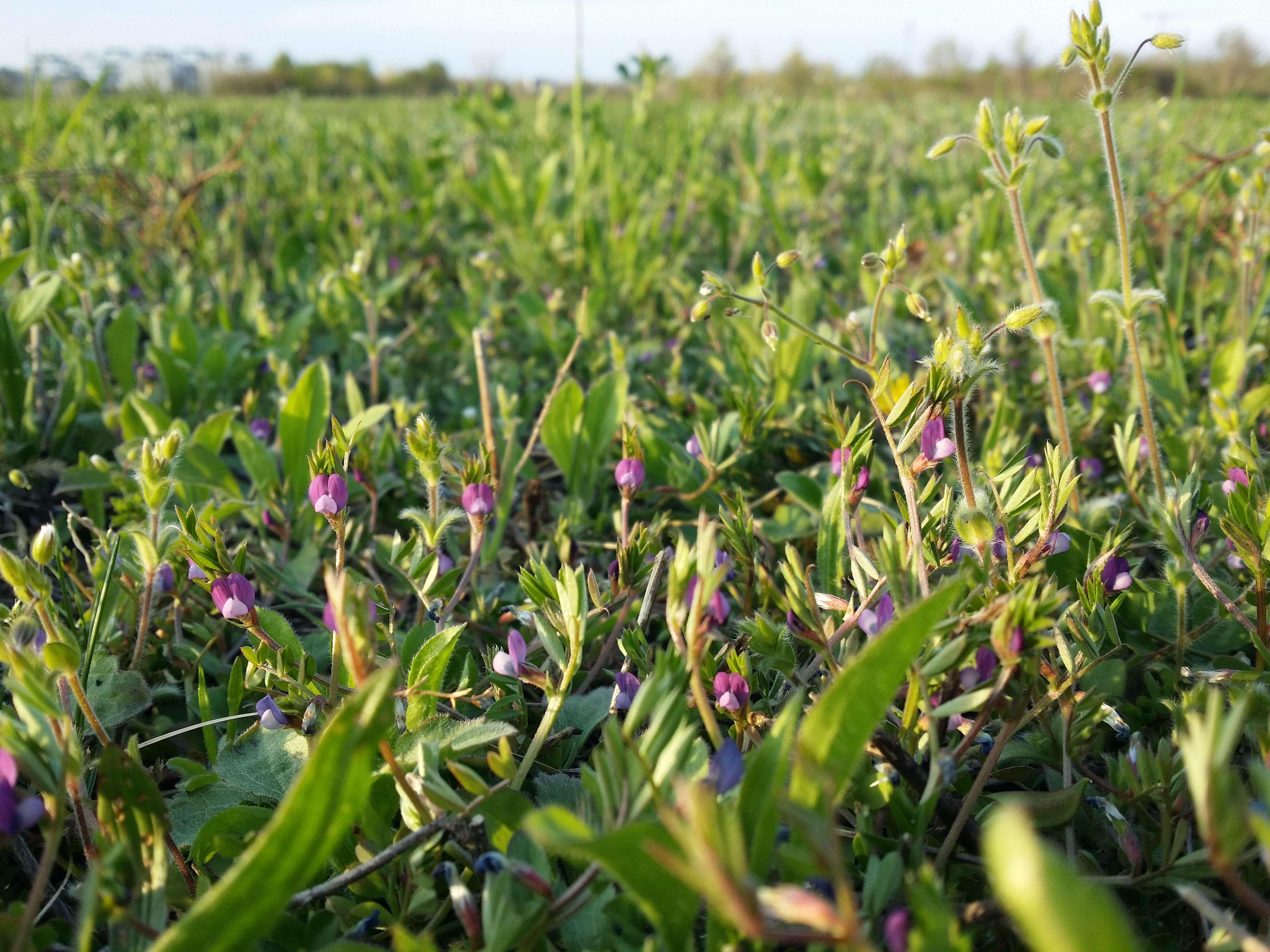 Imagem de Vicia lathyroides L.