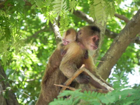 Image of Brown weeper capuchin