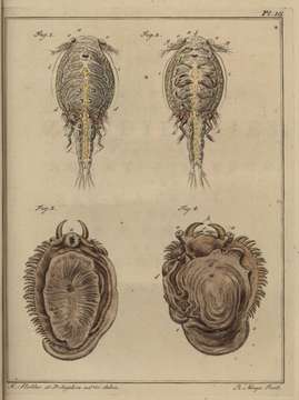 Image of Sea lice