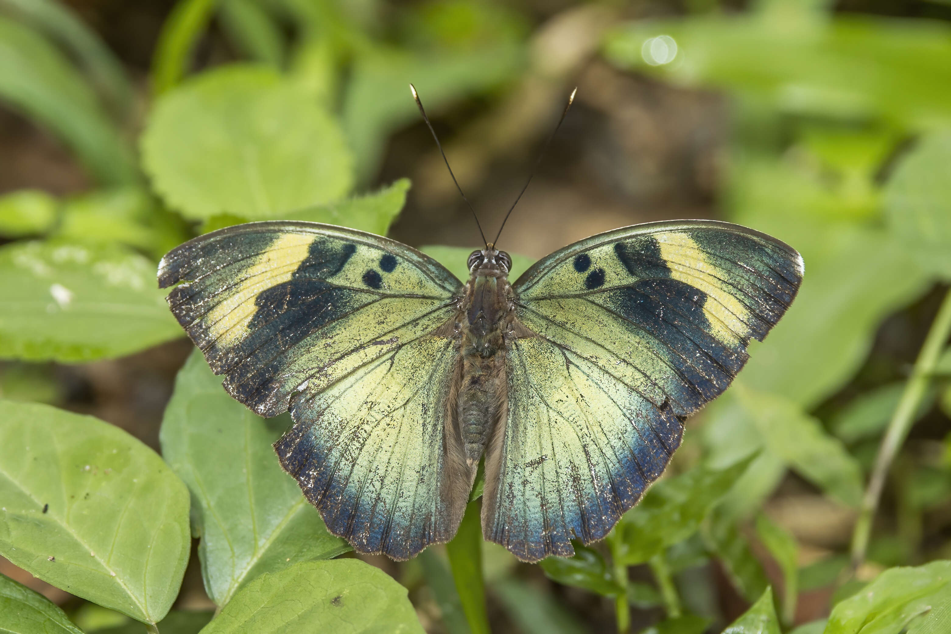 Image of Euphaedra medon Linnaeus 1763