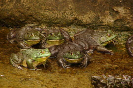 Image of American Bullfrog