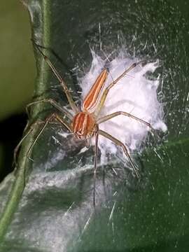 Image of Oxyopes macilentus L. Koch 1878