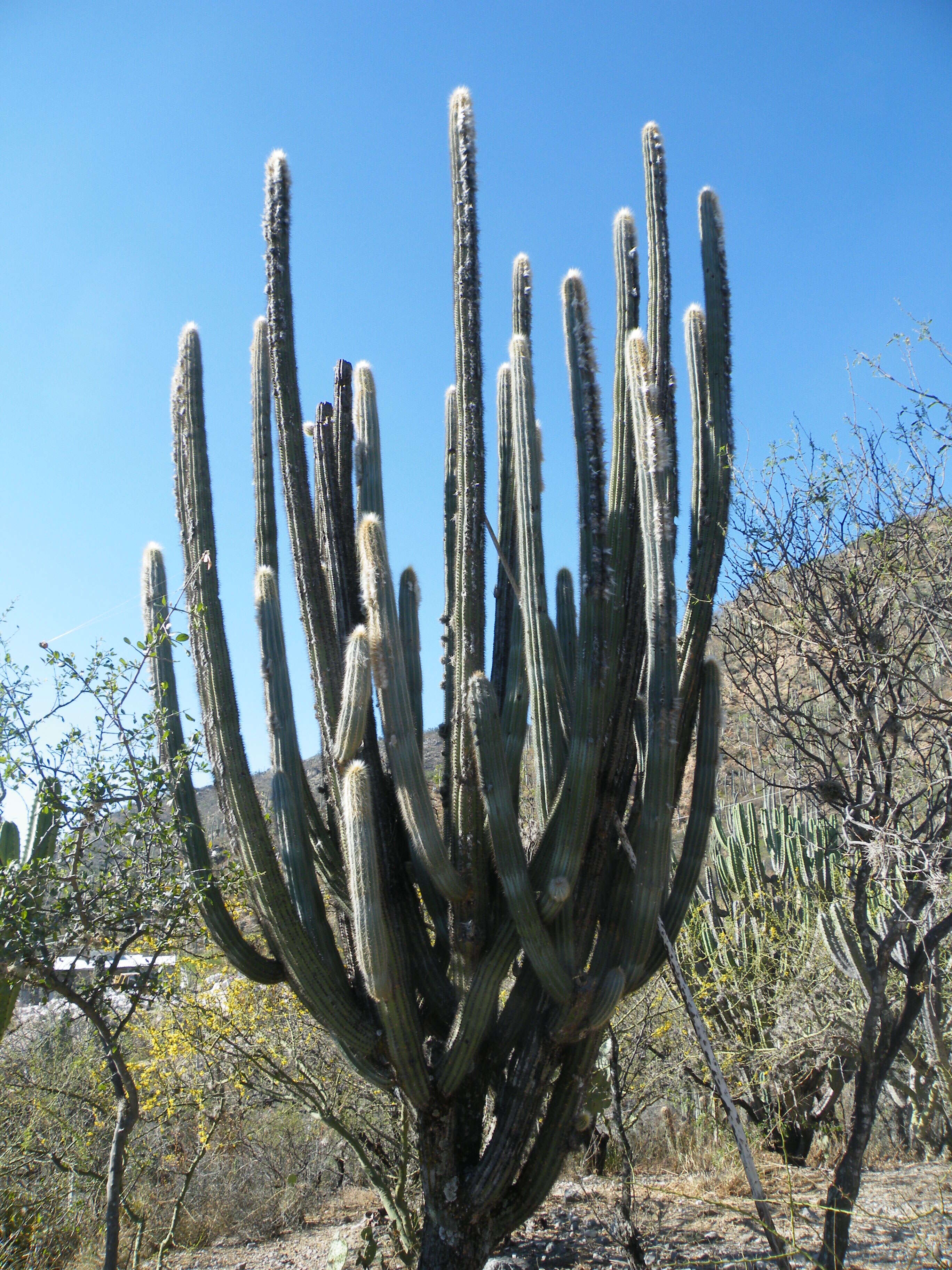 Imagem de Pilosocereus chrysacanthus (F. A. C. Weber) Byles & G. D. Rowley