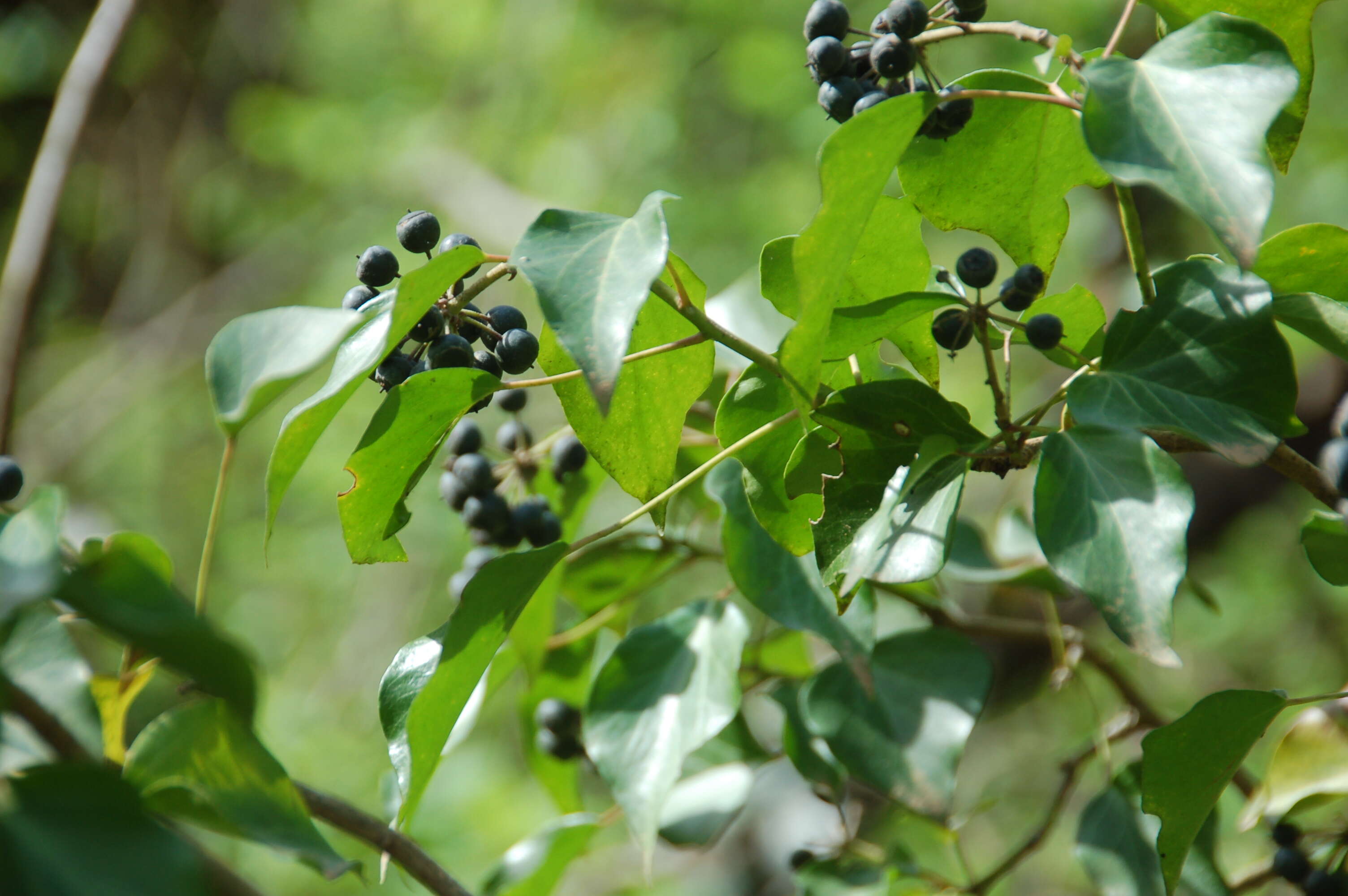 Image of English ivy