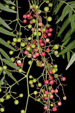 Image of Peruvian peppertree