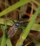 Plancia ëd Rhynocoris albopunctatus (Stål 1855)