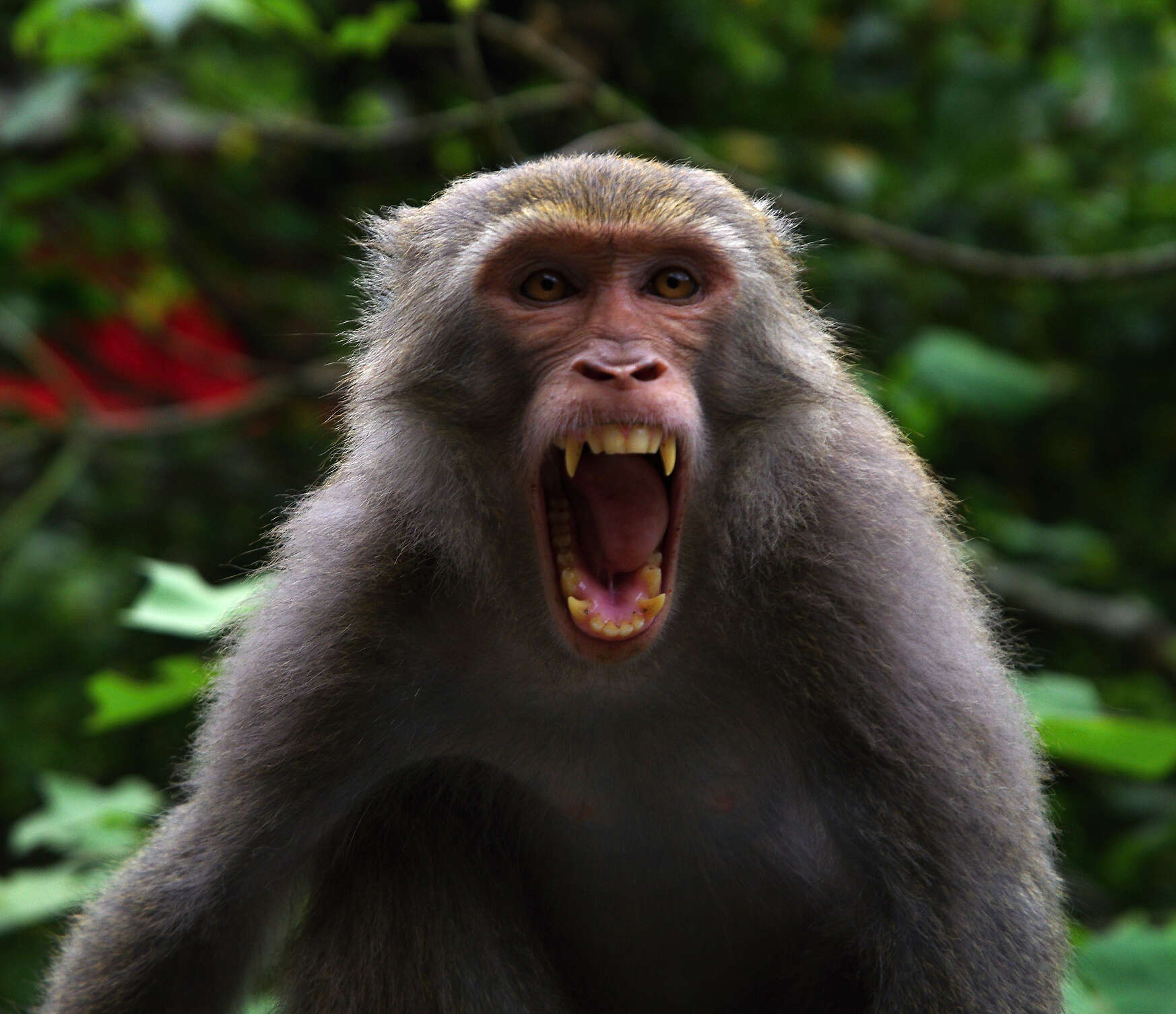 Image of Taiwan macaque