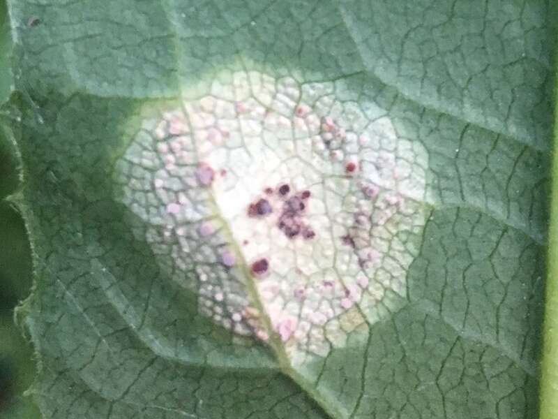 Image of Puccinia dioicae Magnus 1877