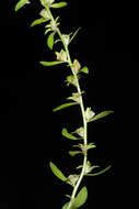 Image of american speedwell