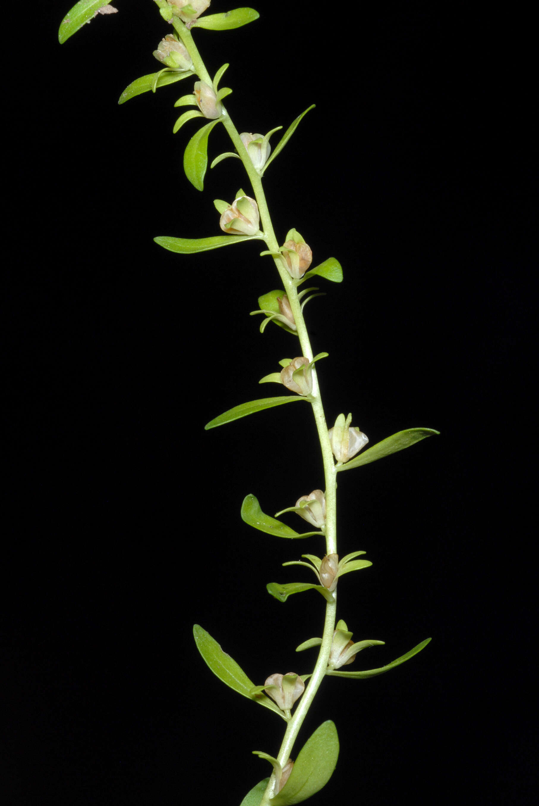 Image of american speedwell