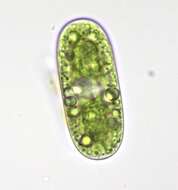 Image of Cylindrocystis Meneghini ex De Bary 1858