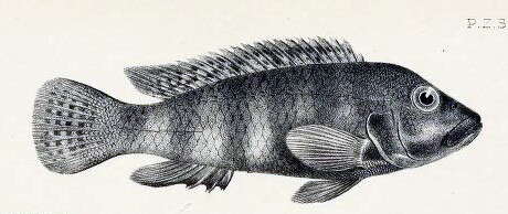 Image of Orthochromis stormsi (Boulenger 1902)