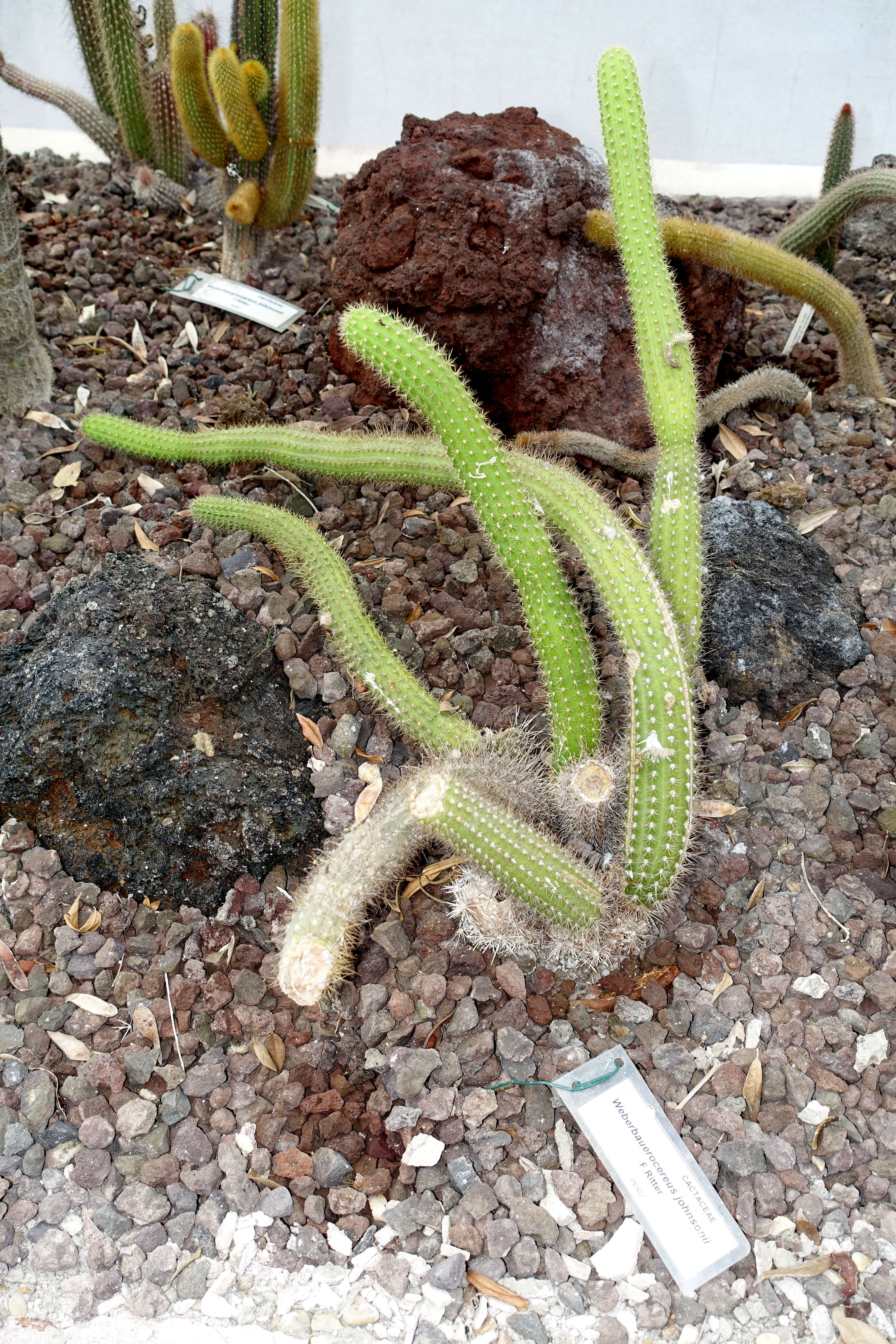 Weberbauerocereus winterianus F. Ritter的圖片