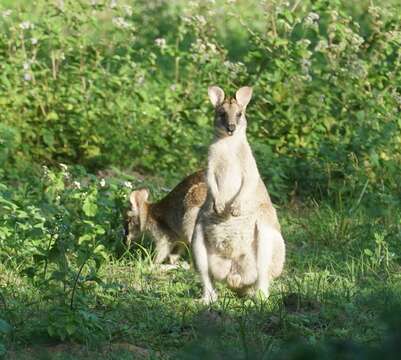 Image of Agile Wallaby