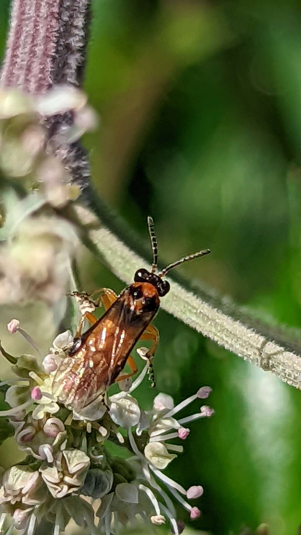 Image of Beet Sawfly